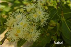 Syzygium heyneanum